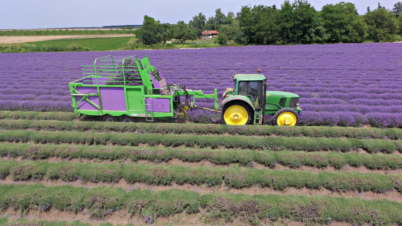MÄHDRESCHER FÜR LAVENDER "LAVENDER"