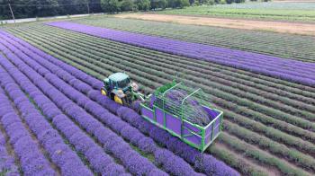 MÄHDRESCHER FÜR LAVENDER "LAVENDER"